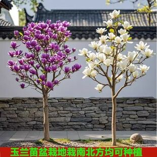 ���m�����玧�����������mͥԺ�e�������L������ͺ��G���ļ�����