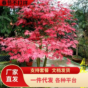 һ�����l�t�������ձ��t�輧�����t�ھGֲ��ͥԺ�����辰�ļ��t��