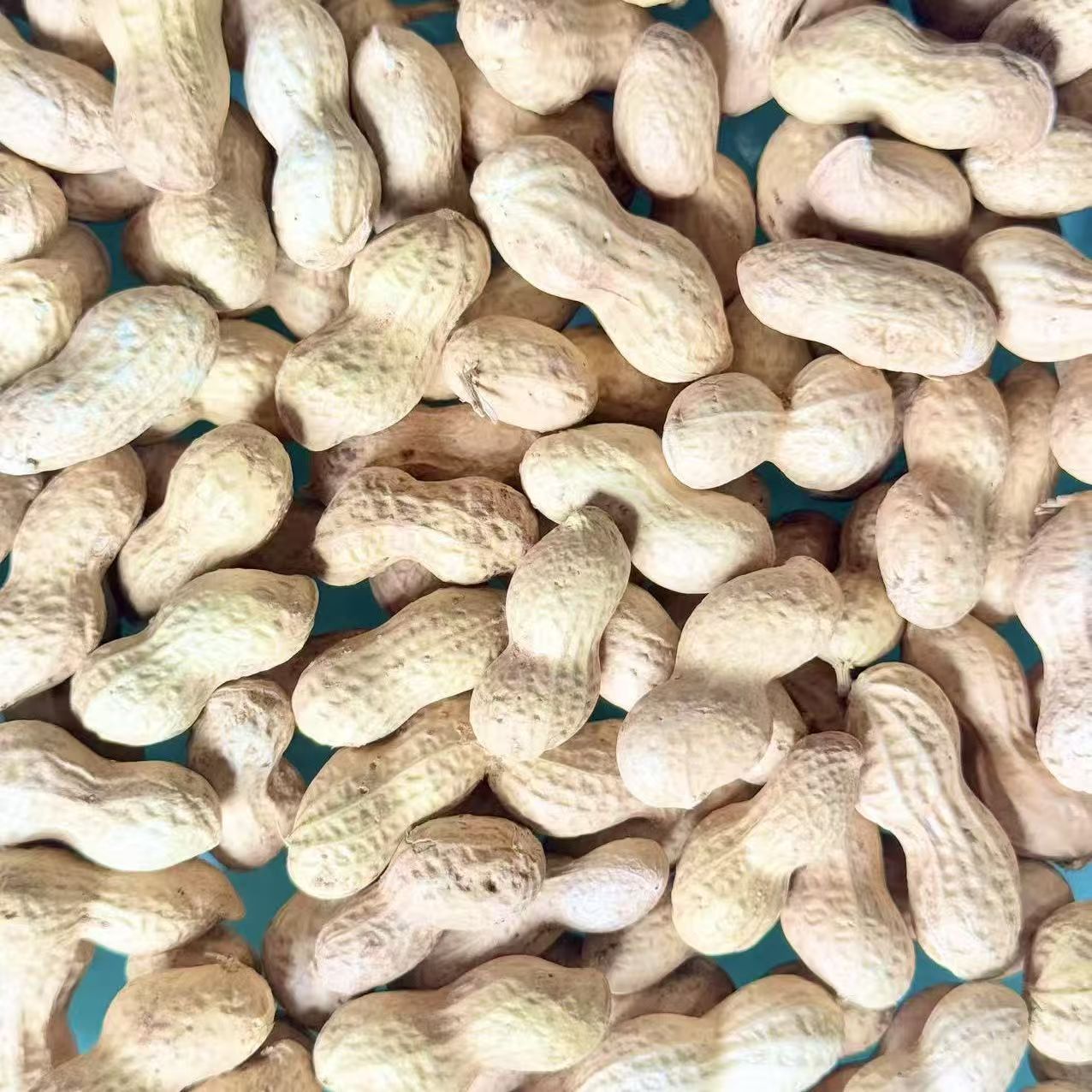 当即新货精选小珍珠带壳生花生新鲜采摘自然晒干带壳批发