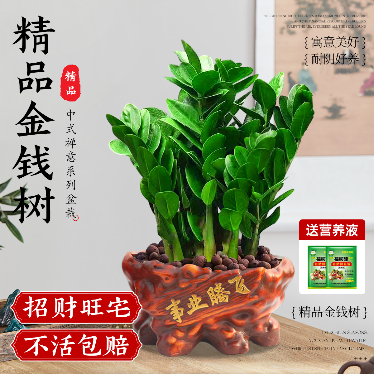 Pohon uang pot menengah 25-35cm5-8 (bisnis lepas landas)