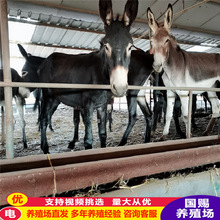 育肥肉驴 高出肉率驴苗 改良肉驴驹 德州驴 三粉小毛驴肉驴养殖