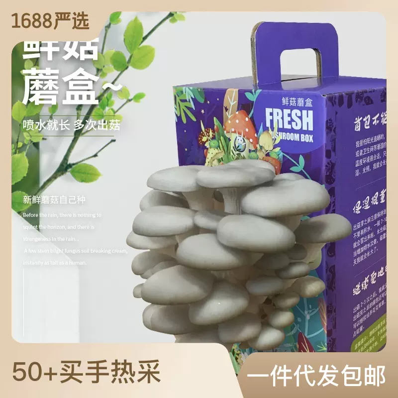 蘑菇种植盒菌包儿童家种包学校幼儿园种礼品公司平菇菌种绿色盆栽