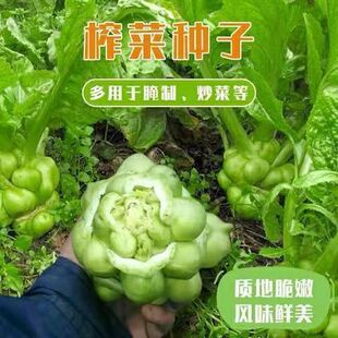 ����˷N�� ե�˲˷N�Ӵ��^�˷N�ё���ե�˸߮a�͟����ե�˷N��