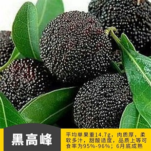 һ�����l��÷�����ڸ߷�|����÷�ش󰫻����Ե����Ϸ�����Y