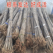 һ�����l���~�y�Ә���׹�����ͥԺ�e���G����ľ�е����y�Ӵ����