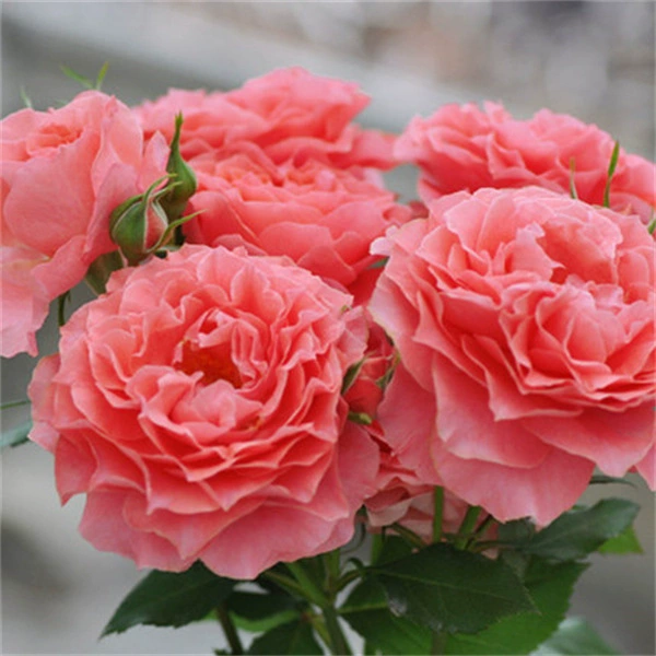 Дропшиппинг коралловых розовых роз, рассада роз, цветы в горшках, вьющиеся растения, саженцы роз, зеленые растения