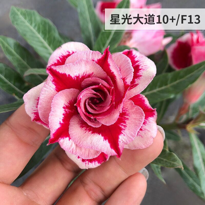 # 18년에 개업한 스타애비뉴-데저트(3년생 모종)