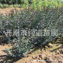 ���~ˮϞ������~��ľ���~ˮϞ����G�h����ľˮϞ����С�����