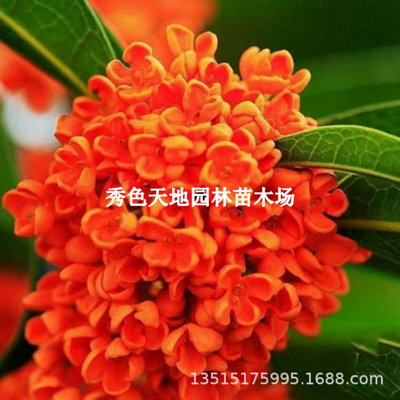 桂花树苗浓香型血桂状元红朱砂桂八月桂金桂盆栽庭院大树沉香桂