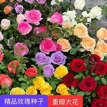 ���羳��̣�õ�廨�N������õ���Nޱ�����r���N�������ļ�õ��