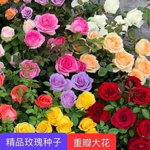 ���羳��̣�õ�廨�N������õ���Nޱ�����r���N�������ļ�õ��