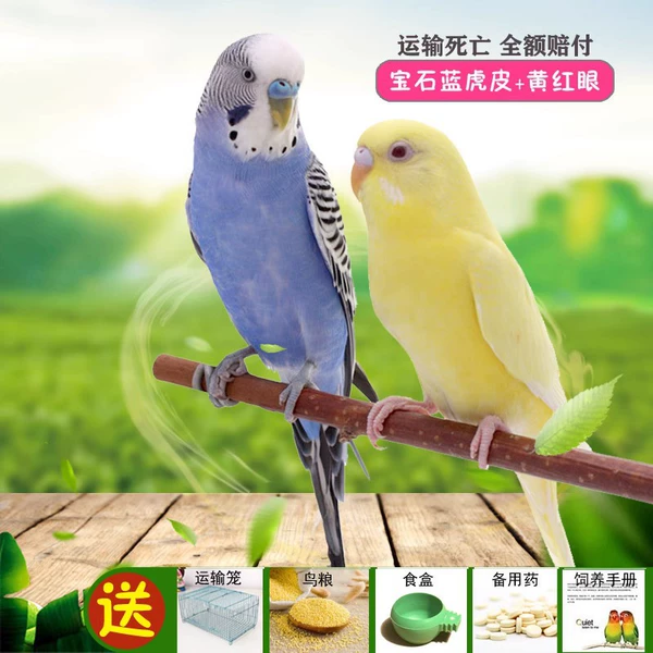 Gem Blue+Huang Hongyan (one male and one mother) Bao speaks