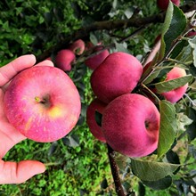 【活动】四川大凉山丑苹果 代发2/8斤大果新鲜冰糖心富士当季水果