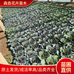 Kale Bonsai, Colorfulful Plants, Cold-Resistant and Frost-Resistant Foliage Florals, Kale Bonsai