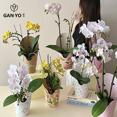 港与 原创ins风手提花盒蝴蝶兰鲜花绿植插花盒花艺包装盒diy材料