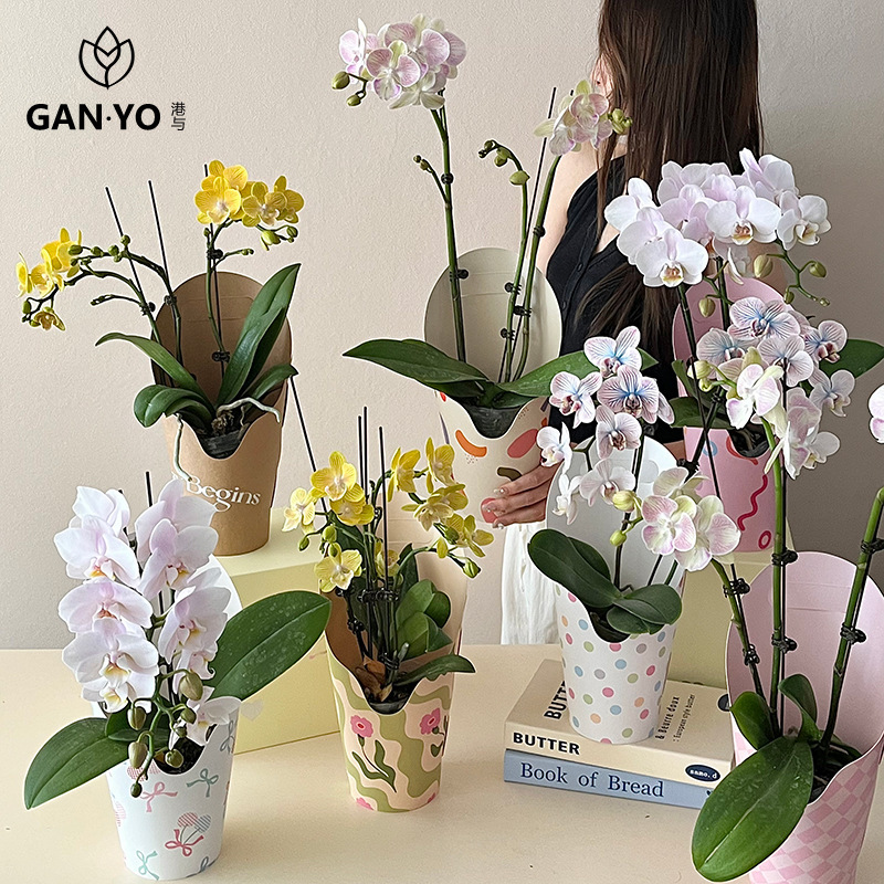 港与 原创ins风手提花盒蝴蝶兰鲜花绿植插花盒花艺包装盒diy材料|undefined