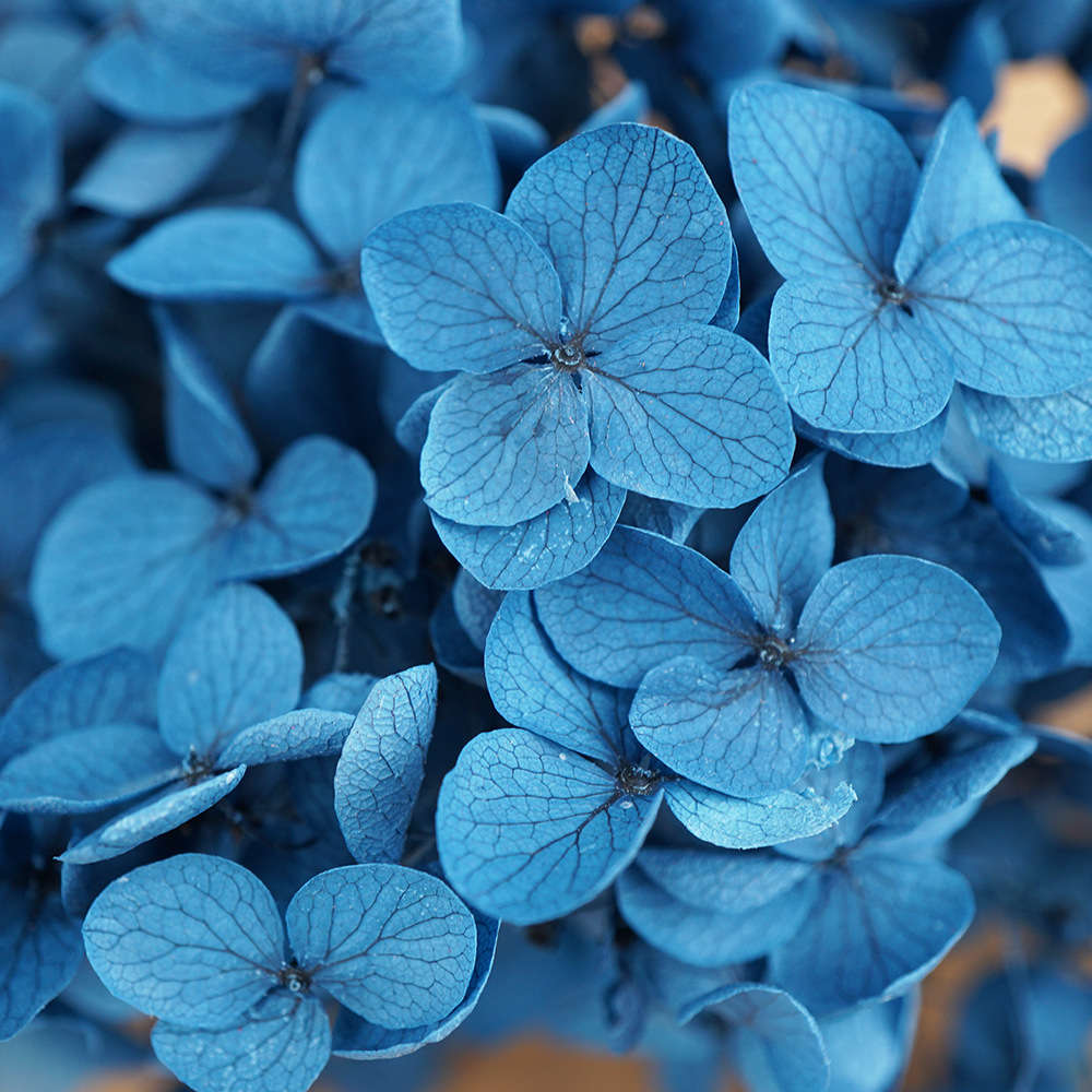 Hortensia Preservada A+ Anna, Flor Seca de Hortensia de Hoja Pequeña, 20g en Caja, Fabricante de Hortensias, Material Floral al por Mayor para el Día de San Valentín