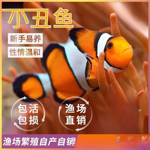 С���~��Ī��ˮ�~�^�p�~������~�˹�����С���~ѩӡ�ĺں�