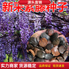 New Wisteria Seeds Wisteria Seeds Japanese Polynant Wisteria Seeds Wisteria Seeds Watching Vesus Plants