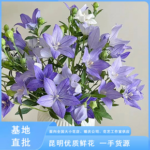 Chinese Platycodon Yunnan Flowers Wholesale Chinese Platycodon Home Bottle Flower Arrangement Shop Bouquet Floral Salon Flowers