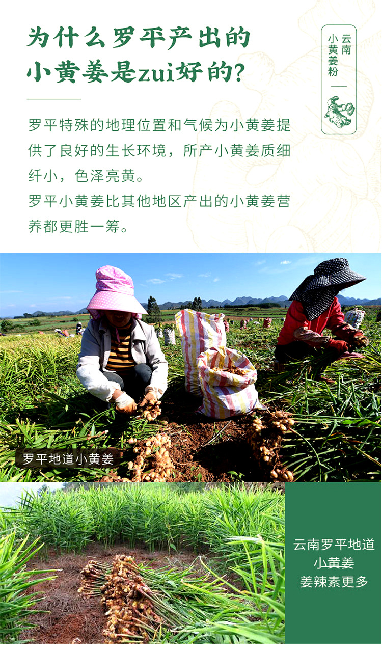 Organic Luoping Small Yellow Ginger Powder Gan Jiang 250g Bottle Warming Daily Drink overview
