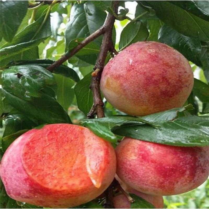 Красный Xiangfei Освежающий Саженец Новый Сорт Освежающий Привитый Саженец Красная Мясо Слива Саженец Сладкая Слива Ароматный Освежающий Саженец