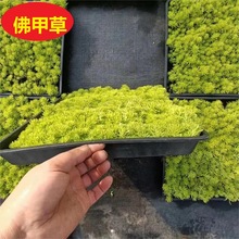 佛甲草 花卉批发草皮种植盆栽黄金佛甲草方盘屋顶绿植物中华景天