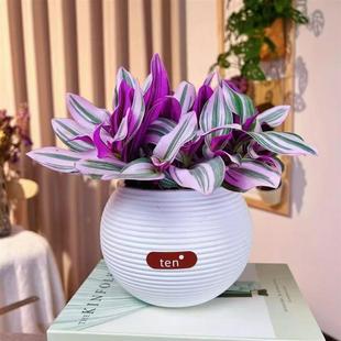 Oil Painting Hanging Orchid Colorful Hanging Indoor Potted Plant Office Balcony Formaldehyde Absorption Can Be Hydroponically Grown and Can Be Cut into Drought-Resistant Green Plants