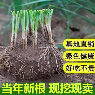 �r���²��ϸ����r���~�²˸����ϸ����~�t���²˸���ɫ�Sѿ��Ʒ�N