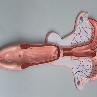 �S�����l����ģ�͘˱����K�R�ӌm����ģ�� �̌W�����˱�