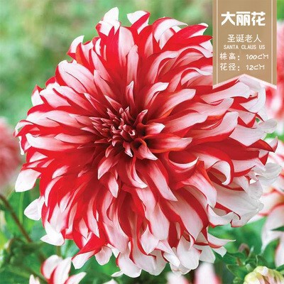 花のダリアの花はボールを植えます。|undefined