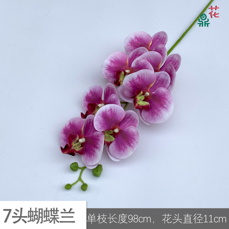 7 phalaenopsis GFG #56 녹색 코어 로즈 레드