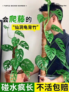 �ɶ���������������ֲ���҃Ⱥ��B�ļ��^�~�����Gֲ�m�ϑ����B���l