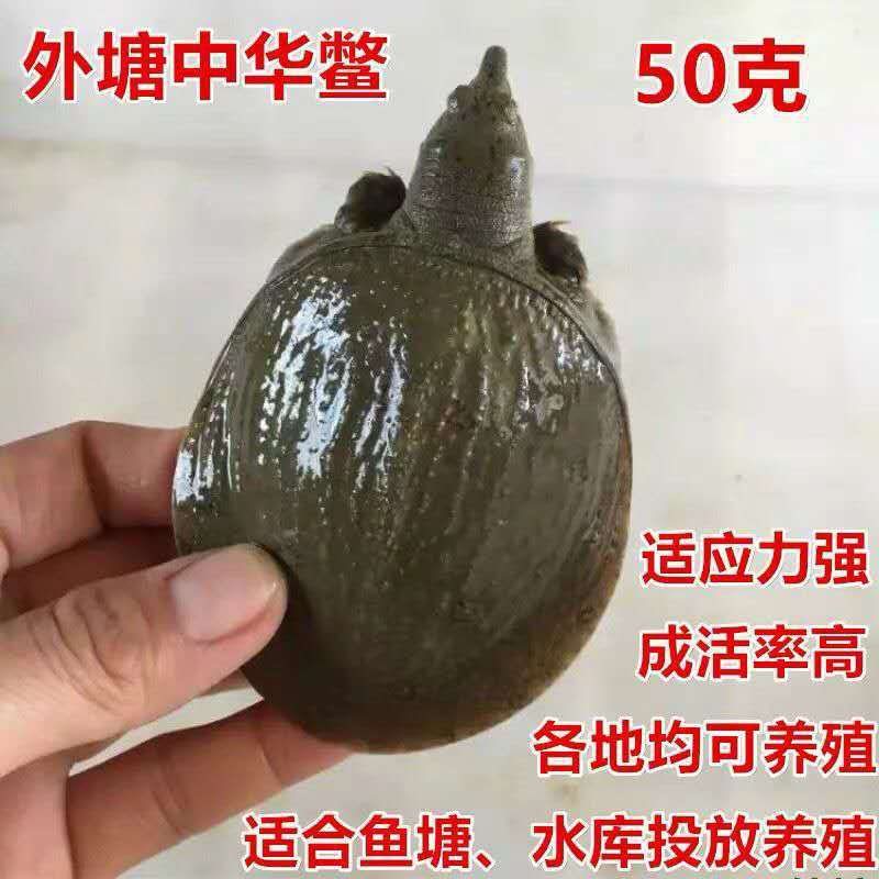 外塘大苗 外塘甲鱼苗水鱼团鱼中华甲鱼小甲鱼王八冷水养殖