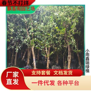 ���ԷNֲ�ļ����Nʯ����� 4����5���֮���Y��ܛ��ʯ�����