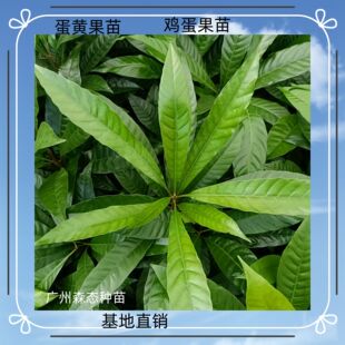 ���S����  �u������  �ļ��L�� ͥԺ���@�^�~�^���Gֲ ����ʳ��