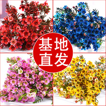 ��ϰ����D÷�r�����l�滨����ϻ���ֱ�l���Lˮ�B�r�л���������