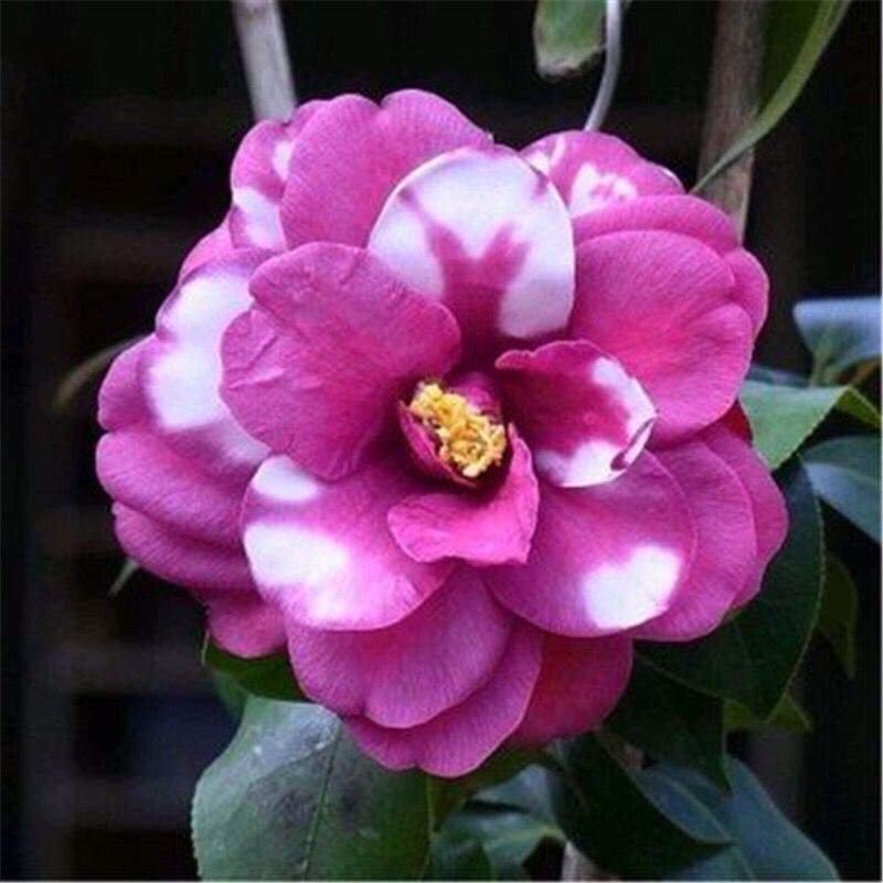 지아렌 5년생 모종(새싹이 많음)에 영양비료를 제공합니다.