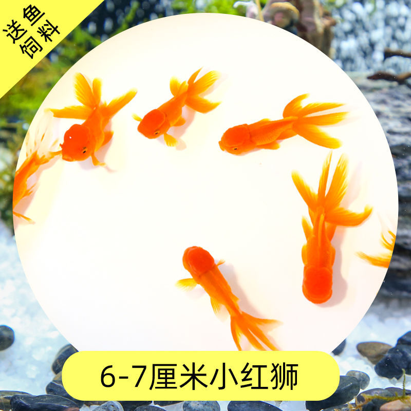 Read the galloping taboo 彂鍏 娲 娲 board