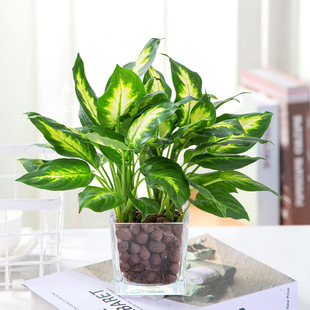 Dieffenbachia Silver Queen Potted Green Plants and Florals Indoor Living Room Easy to Feed Marianne Beautiful Four-Season Evergreen Hydroponics