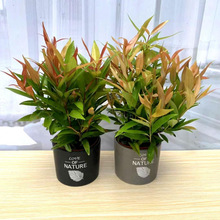 �t܇ľ�����ļ��Gֲ�t֦����ͥԺ�辰���~ֲ������՚��̨�Gֲ