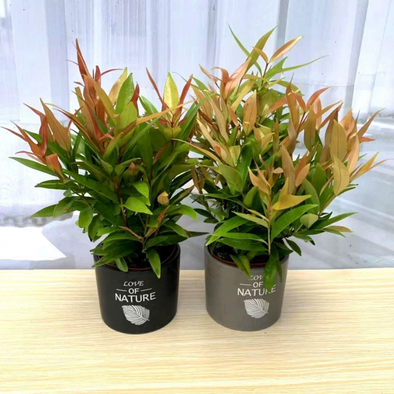 Красные тележки деревянные горшечные растения четыре сезона