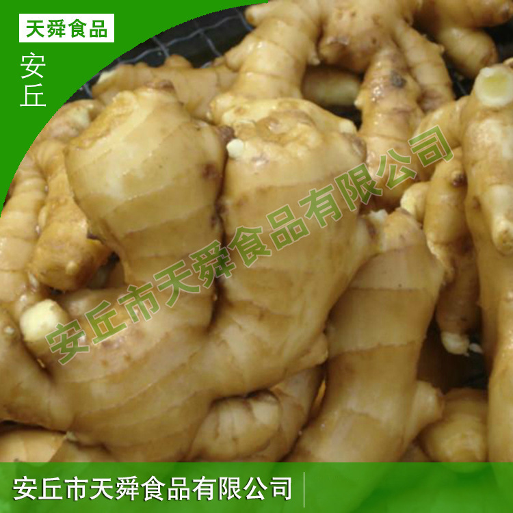 山东农家种植黄姜新鲜嫩姜厂家批发大姜风干姜生姜食品驱寒大姜