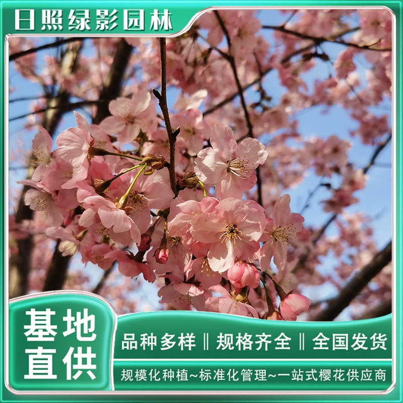 9 см солнце Вишневое дерево цитата цена подлинный вишневый цвет пейзаж дерево зеленая тень сад солнце Вишня