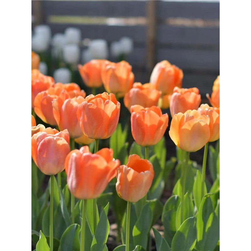 10 Tulip Bulbs 5 Degree Bulbs Autumn and Winter Cold-Resistant Flower Potted Four-Season Soil Hydroponic Seeds Hyacinth