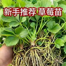 ���ͼt�ݮ�����Ե����ϱ����Nֲ�Ͷ���ͥ�̨�ļ���ݮ������a