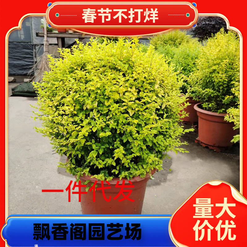Dropshipping Gold Leaf Ligustrum Potted Plant Bright Gold Ligustrum Evolution Air Courtyard Balcony Heat-Resistant and Cold-Resistant Perennial
