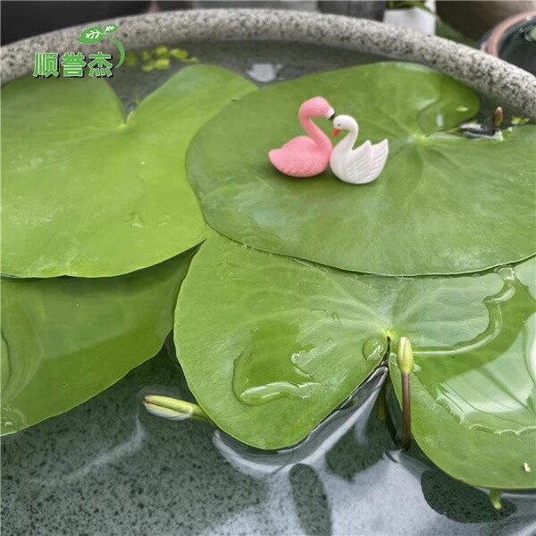 One -leaf lotus no soil aquatic hydroponic plant aquatic aquatic…