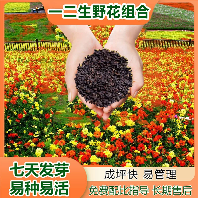 Семена цветов цветут в любое время года, комбинация однолетних или двухлетних полевых цветов, море цветов, комбинация полевых цветов, семена цветов, прямые продажи оптом.