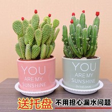 仙人掌盆栽带盆多肉绿植万重山客厅绿植花卉室内学生桌面好养植物